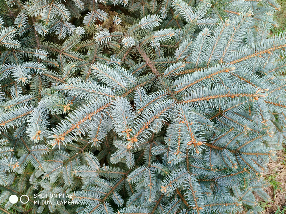 Mi A2 photo sample 3